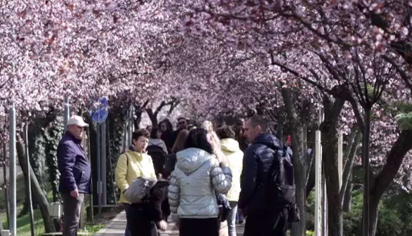 Tunelul Iubirii, străjuit de prunii japonezi, la Timișoara. Turiștii se înghesuie să admire pomii înfloriți mai devreme