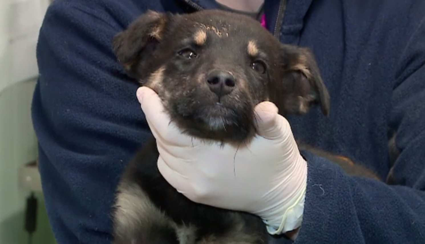 Cățelușă nevăzătoare, salvată de pe stradă de un șofer, în Vaslui. Medicii cred că a fost bătută până ce a orbit