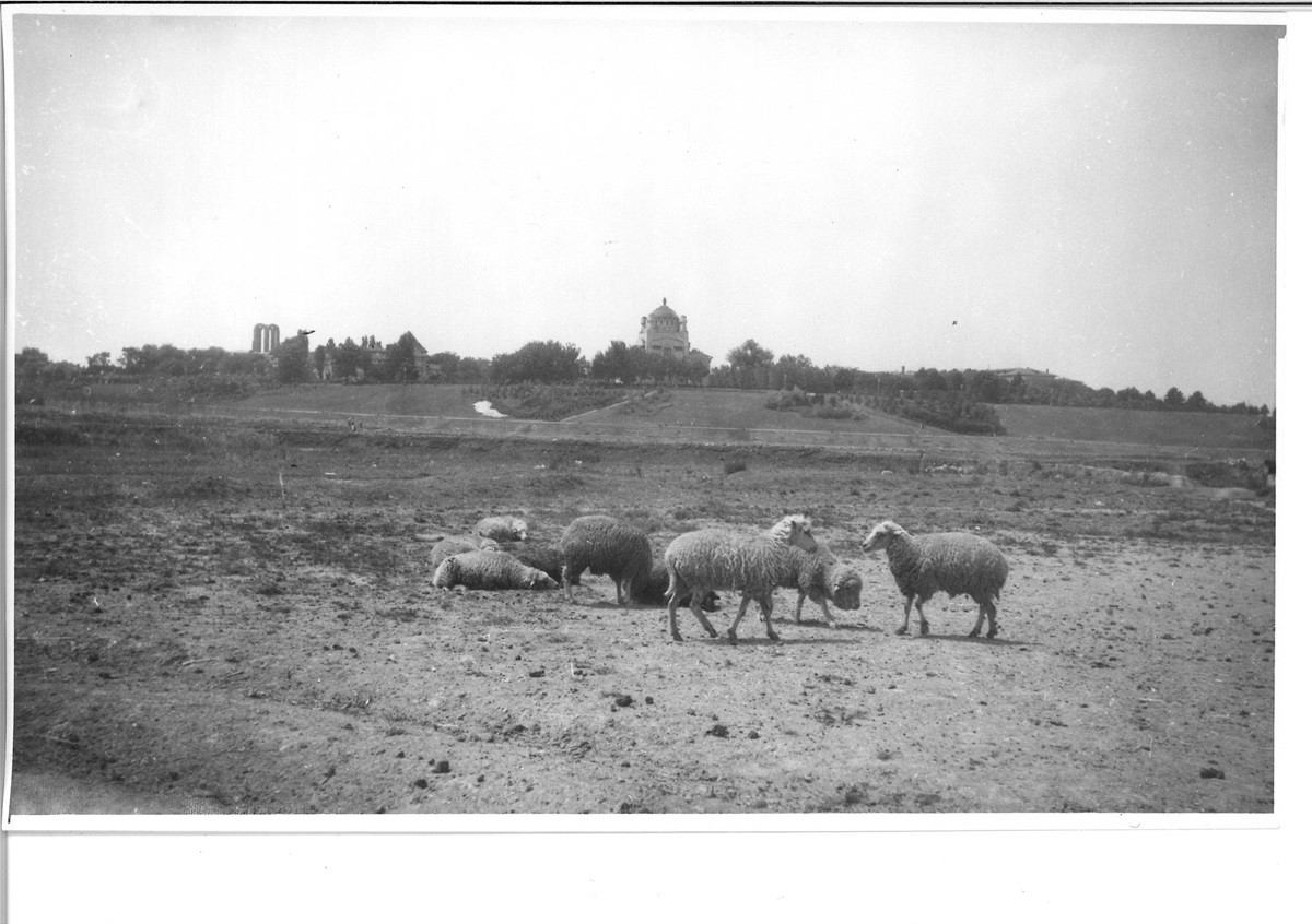 Imagini memorabile surprinse în București în urmă cu 50 de ani. Zona celebră care era "capitala" oilor și a vacilor | FOTO