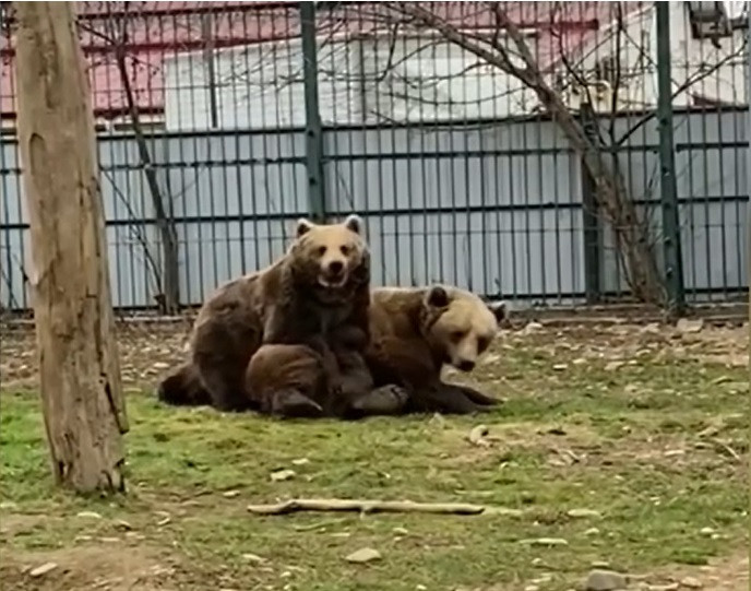 Imaginile cu Bella și Baloo de la Grădina Zoologică din Rădăuți au devenit virale. Cum au fost surprinși cei doi urși