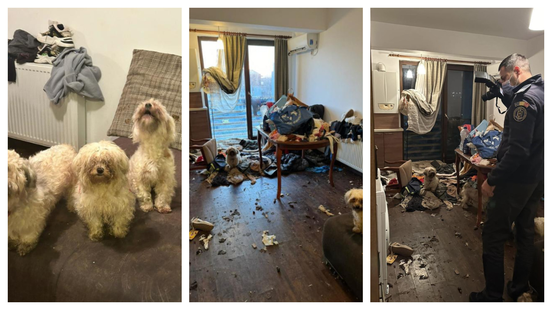 Dezastrul lăsat de o româncă în apartamentul pe care îl închiriase. Avea nouă câini și o pisică | FOTO