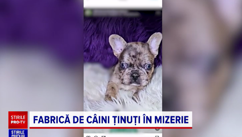 Clujean amendat cu 3.000 de lei pentru că avea în apartament o canisă ilegală. „Nu poți să respiri pe scară”