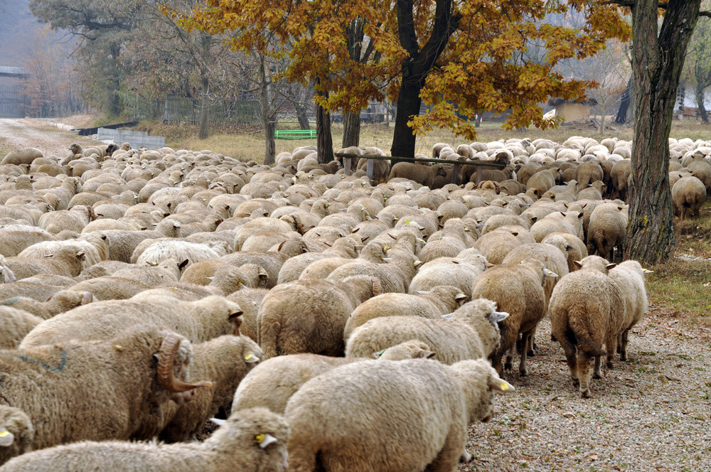 Noi focare de pestă la oi și capre confirmate în Tulcea. Peste 8.800 de animale au murit. Ce măsuri au fost adoptate