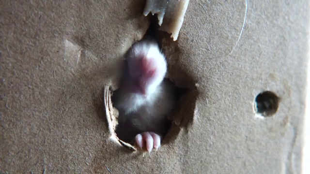 „Șobolanii ne mănâncă marijuana, sunt toți drogați”. Ce se întâmplă într-o clădire de birouri a poliției din New Orleans