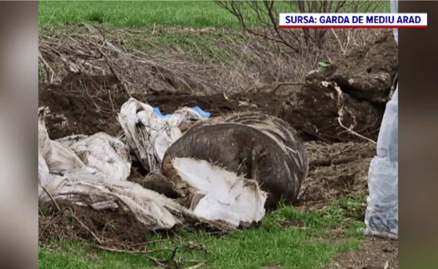 Porci morți de pestă africană, aruncați într-un canal în apropiere de Nădlac. Suspiciunile autorităților