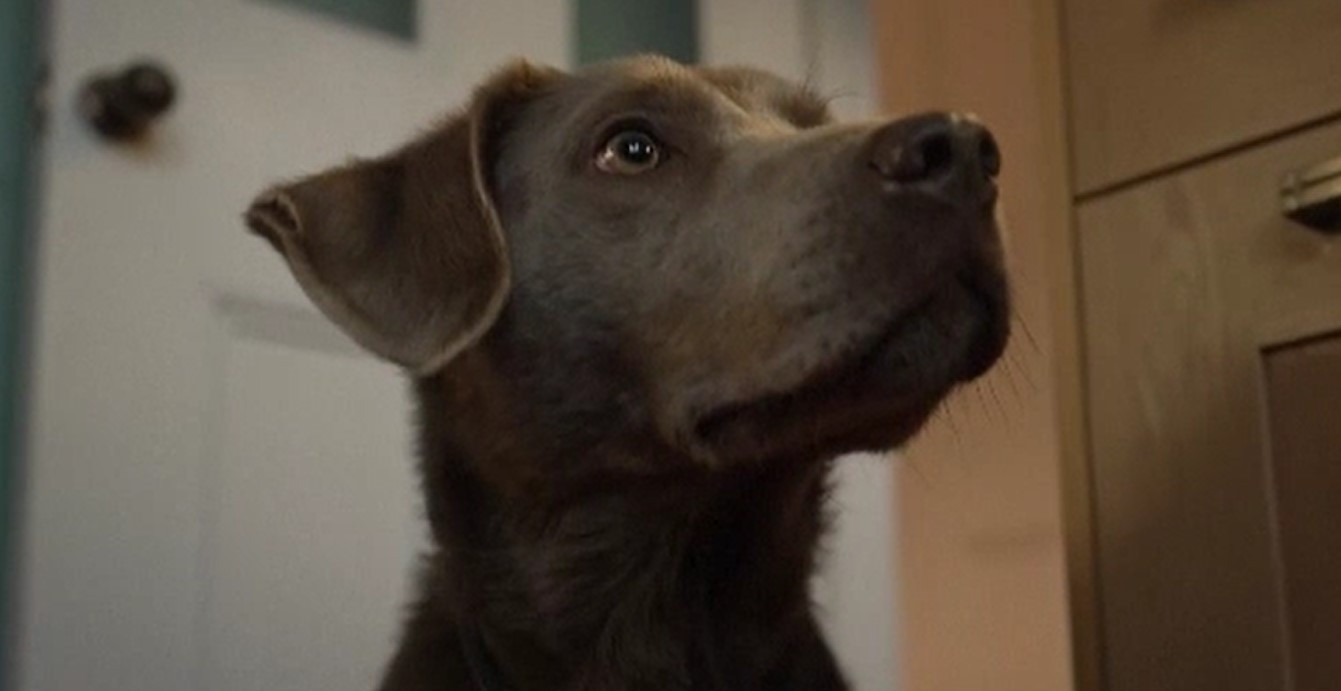 Industria cabinetelor veterinare din Marea Britanie, sub lupa Consiliului Concurenței. Ce nereguli au fost descoperite