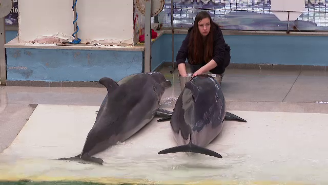 Chen Chen a devenit mamă. Nașterea lui Baby i-a luat prin surprindere pe îngrijitorii de la Delfinariul Constanța