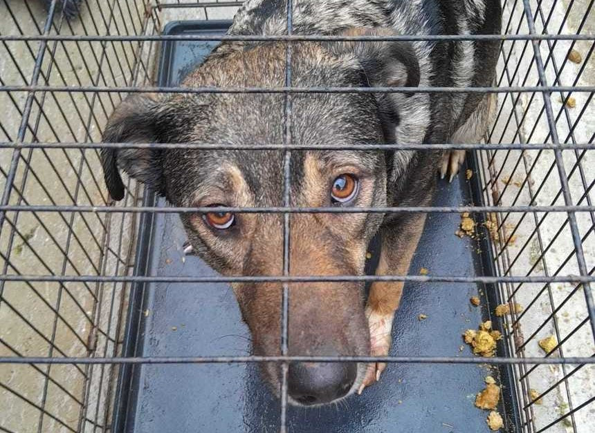 Opt animale chinuite în apartamentul unui bărbat din Hunedoara. Un câine s-a aruncat pe geam, de la etajul 8