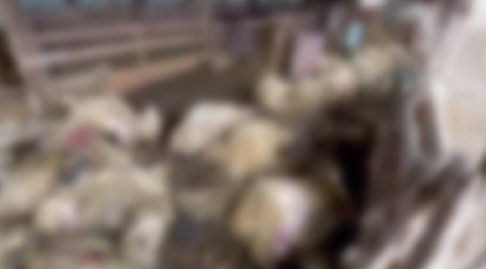 Masacru lângă Timișoara. Sute de animale au fost măcelărite de câini sălbăticiți. Nici gardul electric nu i-a oprit