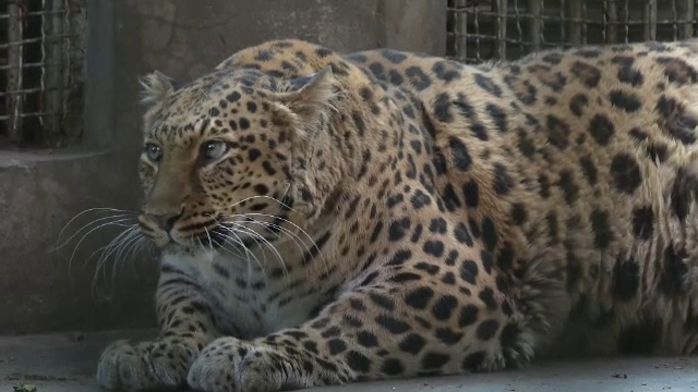 Un leopard găzduit la o grădină zoologică a devenit supraponderal. Medicii veterinari au dat un verdict clar