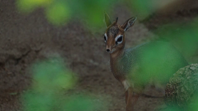 Un pui de antilopă a cucerit inimile vizitatorilor de la o grădină zoo din SUA. Cum o cheamă și ce înseamnă numele ei