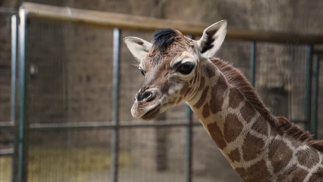 Bucurie la o Grădina Zoologică din Marea Britanie: Un pui dintr-o specie rară de girafe a venit pe lume