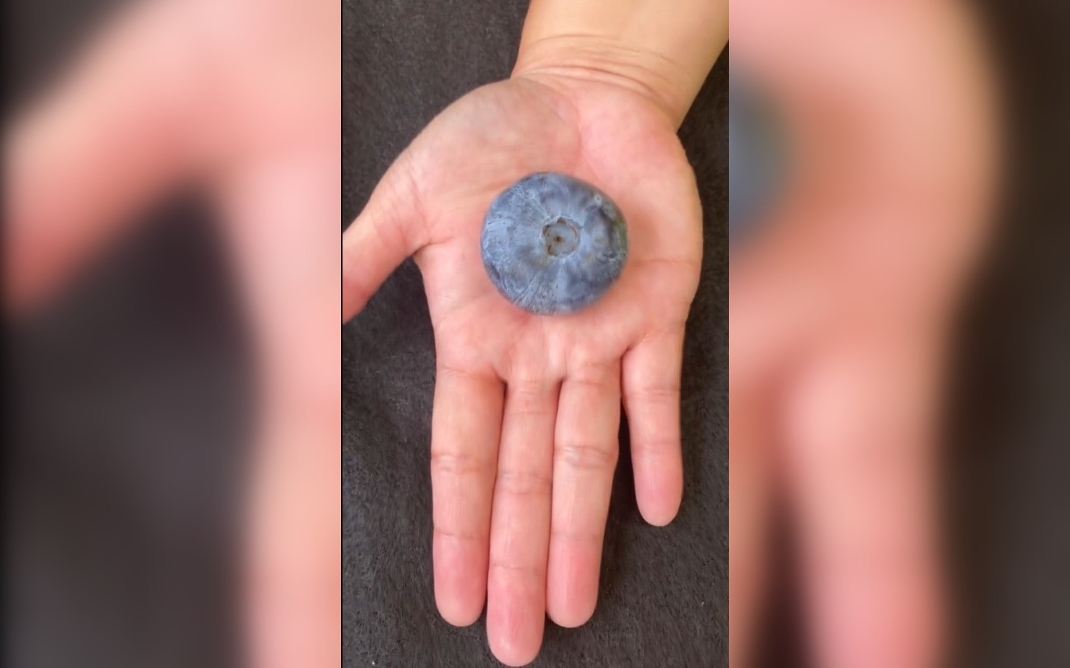 Cea mai mare afină din lume a fost culeasă într-o fermă din Australia. Ce greutate are | VIDEO