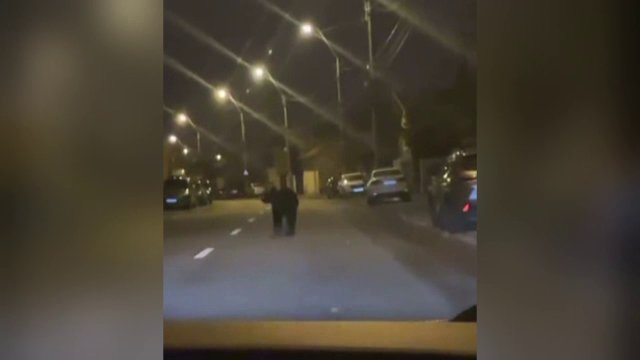 Un urs a apărut pe străzile din Ploiești. Autoritățile stau la pândă și avertizează oamenii să nu se apropie de animal