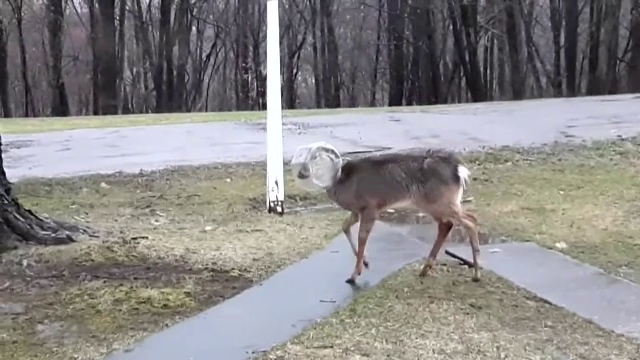 O familie din SUA a ajutat la salvarea unei căprioare. Animalul își prinsese capul într-un borcan de plastic