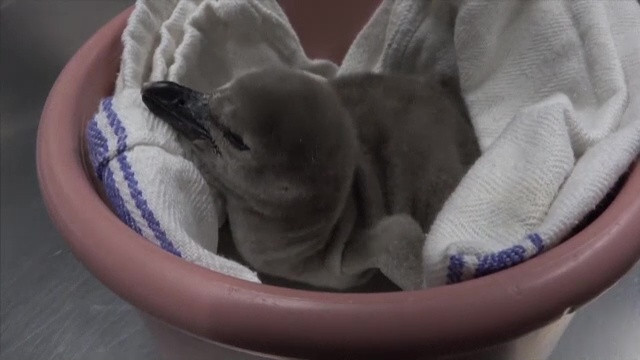 VIDEO. Familia pinguinilor de la grădina zoologică din Oregon, SUA, s-a mărit cu un pui simpatic