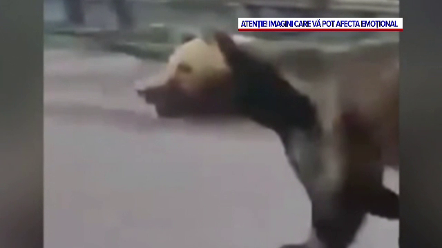Cinci persoane, printre care și un copil de 10 ani, au fost rănite de un urs în Slovacia. Animalul nu a fost prins