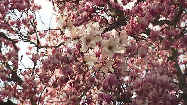 Magnoliile din Capitală atrag privirile trecătorilor. Există și o hartă pentru cei care vor să le admire