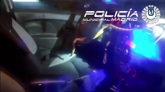 O șoferiță s-a trezit în mașină cu un șarpe de porumb. Polițiștii au găsit musafirul plimbându-se relaxat pe volan