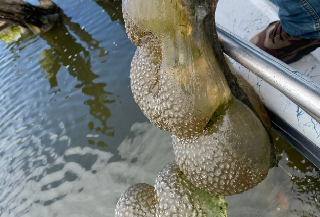 „Ouă de Godzilla!” O vietate care trăiește în colonii a fost extrasă dintr-un lac. FOTO