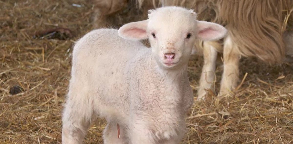 Fermierii români anunță scumpiri în perioada Paștelui. Cât va costa un kilogram de carne de miel