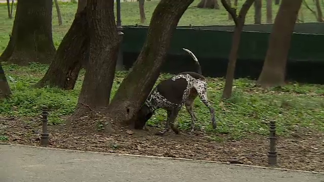 Amenzi de până la 3.000 de lei pentru românii care au câini. Ce trebuie să facă de fiecare dată când își scot afară animalele