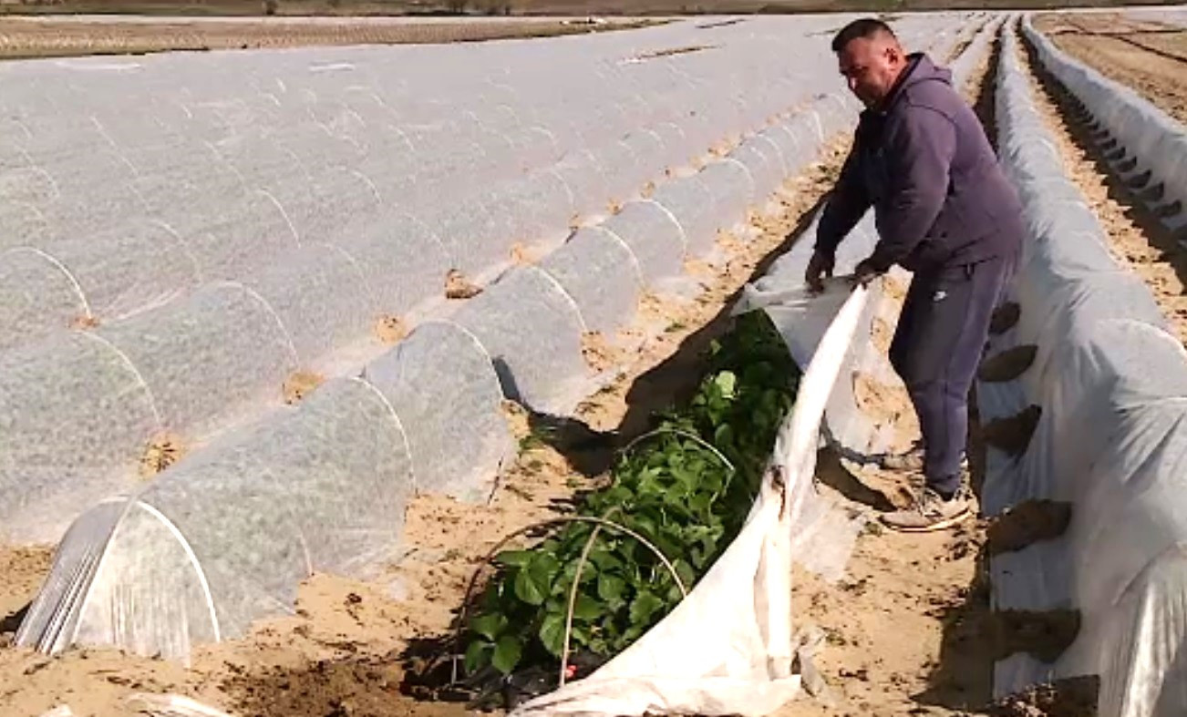 Fructul care înlocuiește celebrul pepene de Dăbuleni. Ce crește acum în „deșertul” Olteniei