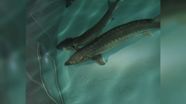 De ce au dispărut sturionii din țara noastră. Explicațiile specialiștilor. „Blochează accesul la aceste habitate”