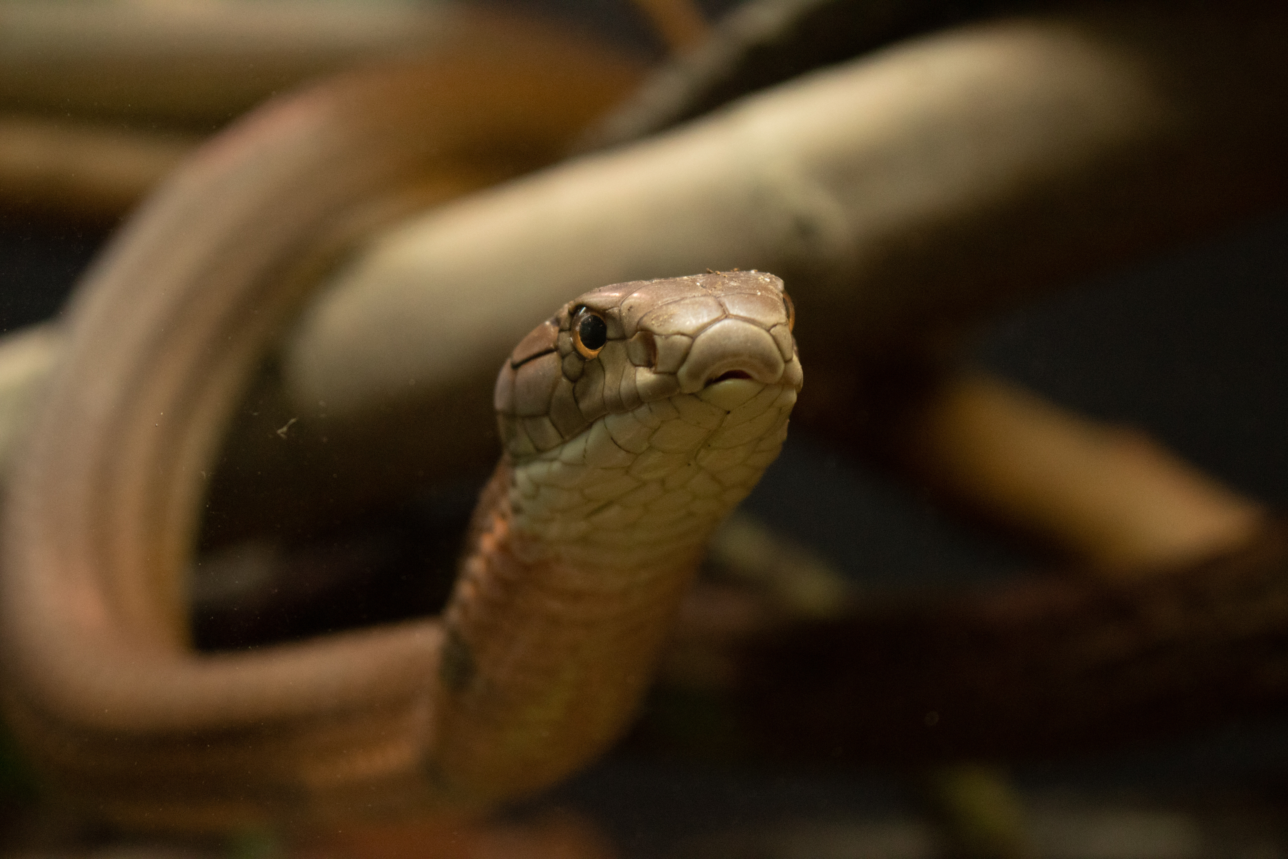 Există șerpi „dreptaci” și o explicație pentru această trăsătură evolutivă