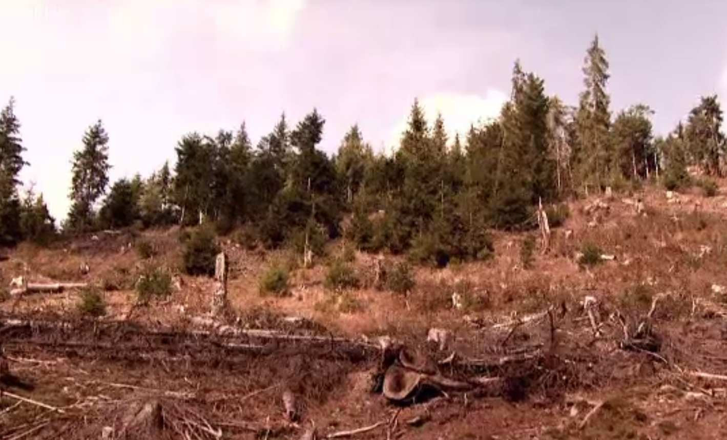 România se usucă. Majoritatea pădurilor din sudul țării sunt deja compromise. „Situația este dramatică”