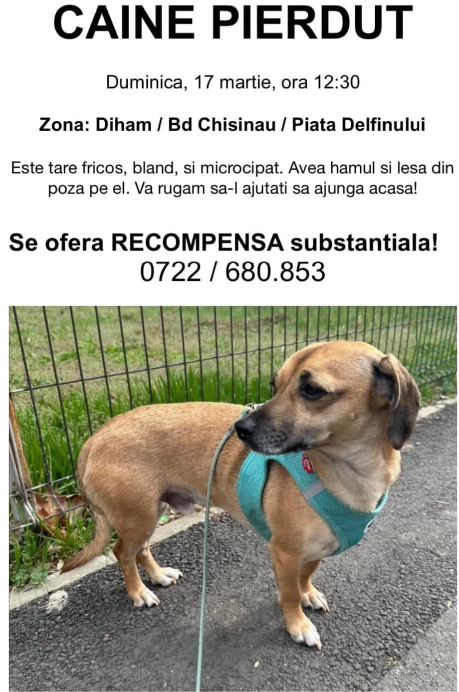 Mobilizare pentru găsirea lui Patrocle, în București. Cățelul este pierdut de 6 zile