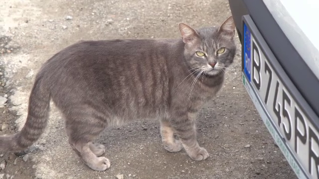 O femeie din Prahova și-a aruncat pisica de la etajul 3, sătulă să mai aibă grijă de ea. Vecinii sunt îngroziți