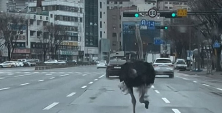 Evadat de la zoo, un struț s-a dat în spectacol în trafic. Cum a reușit să "dribleze" mașinile timp de o oră | VIDEO