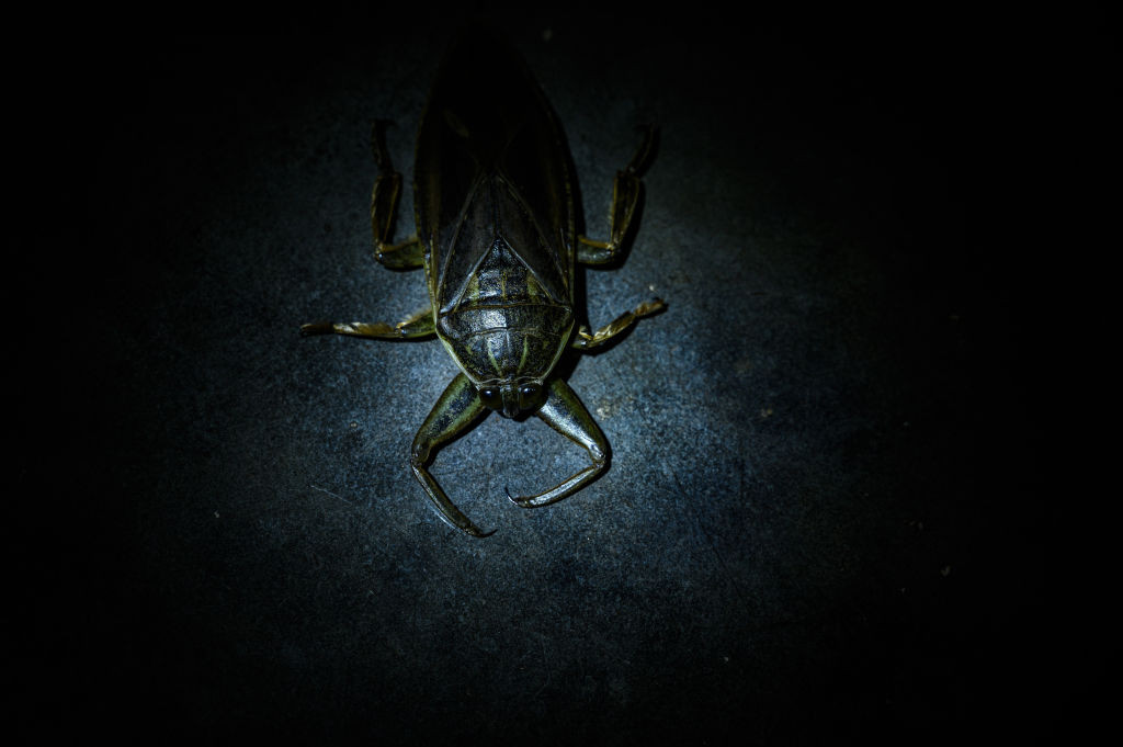 Gândaci de apă giganți, supranumiți ”mușcătorii de degete”, descoperiți pentru prima dată într-un loc preferat de turiști