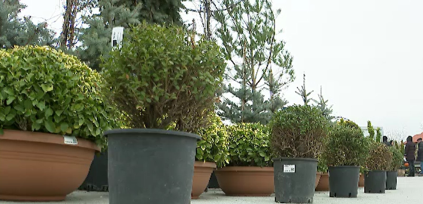 Tot mai mulți români vor să aibă grădini exotice. Planta care costă 10.000 de euro. Din ce țară este adusă