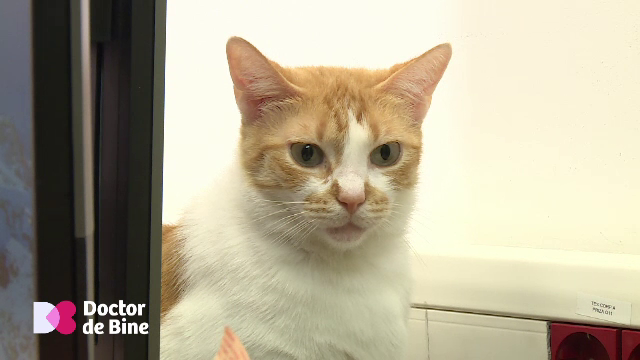 Ce animal de companie alegem dacă stăm la bloc și suntem expuși rar mediului exterior. De ce vrea sistemul imunitar pisici