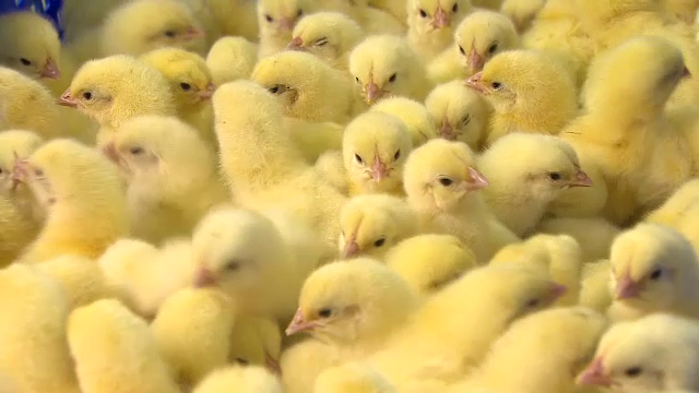 Crescătorii de păsări vin cu precizări despre culorile puilor și controalele efectuate de autorități