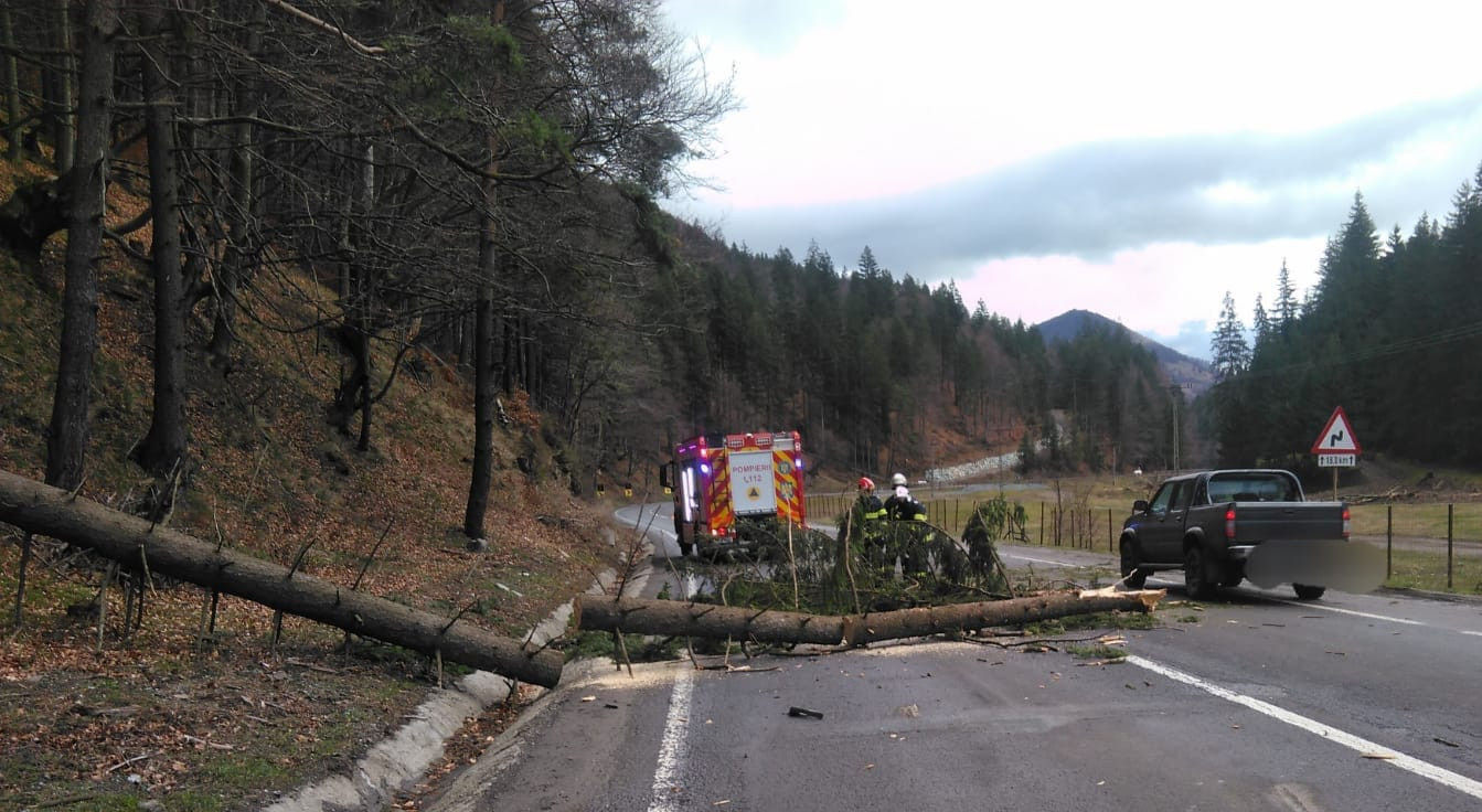 Un copac a căzut peste o mașină &icirc;n care se aflau cinci copii, &icirc;n Bistriţa-Năsăud. Unul dintre minori acuză dureri