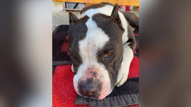 Momentul în care un bărbat din Hunedoara lovește intenţionat cu maşina o căţeluşă. Individul a fost reţinut