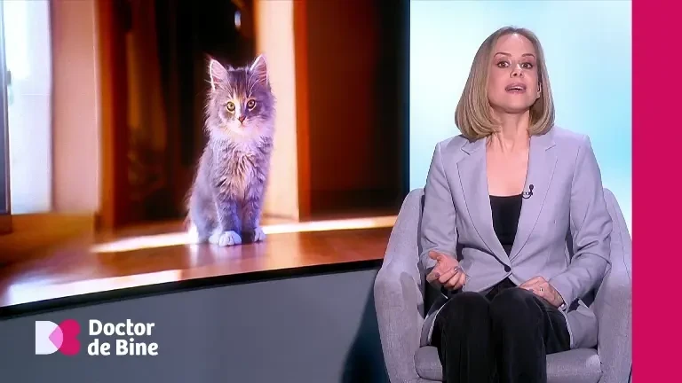 Ce animal de companie alegem dacă stăm la bloc și suntem expuși rar mediului exterior. De ce vrea sistemul imunitar pisici