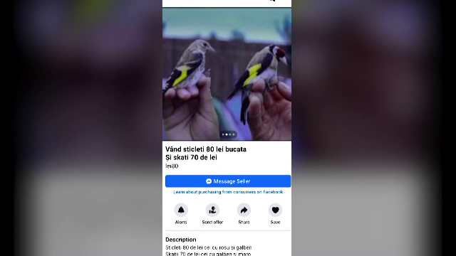Braconaj cu păsări sălbatice. Sunt tot mai multe anunțuri online cu specii cântătoare de vânzare. Cât costă un exemplar