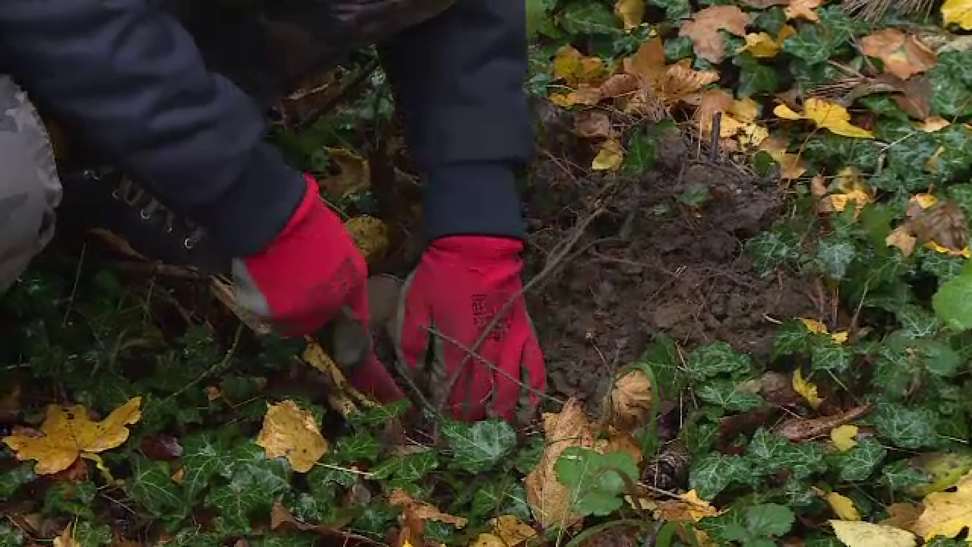 Hobby-ul prin care unii români ajung să primească mii de euro de la stat. Ce echipament este necesar pentru început