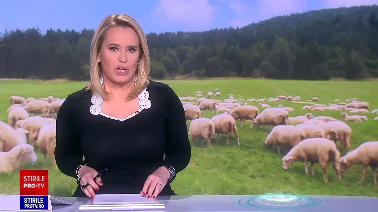 Afacerea „mielul la portbagaj” este în floare dar poate afecta sănătatea. Cât costă kilogramul de carne în piețe