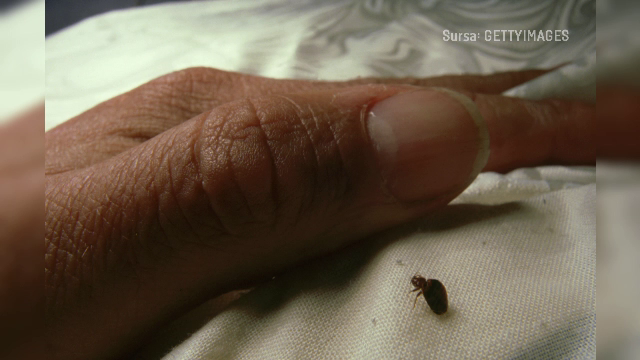 Căminele Universității Transilvania din Brașov, pline de ploşniţe. „E destul de nasol. Nu avem ce să facem”