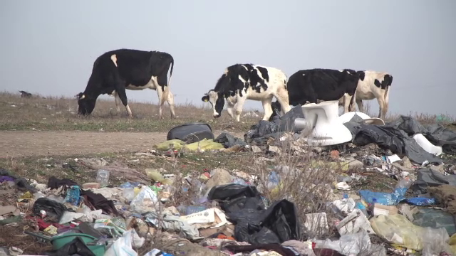 A venit primăvara, au „înflorit” gunoaiele. Oamenii aruncă deșeurile în natură ca să nu plătească firmele să le ridice legal