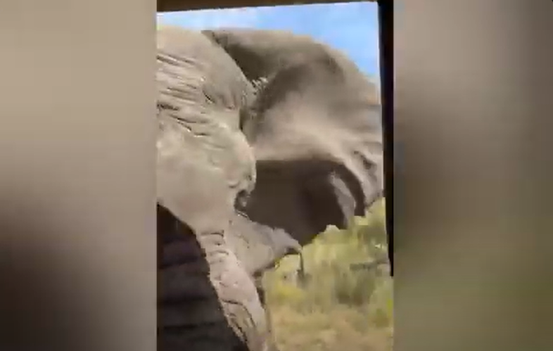 Imagini șocante într-un safari din Africa. O femeie a murit după ce a fost atacată de un elefant. VIDEO