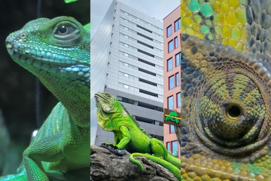 (P) Reptiland București - în topul Destinațiilor de Weekend pentru Copii