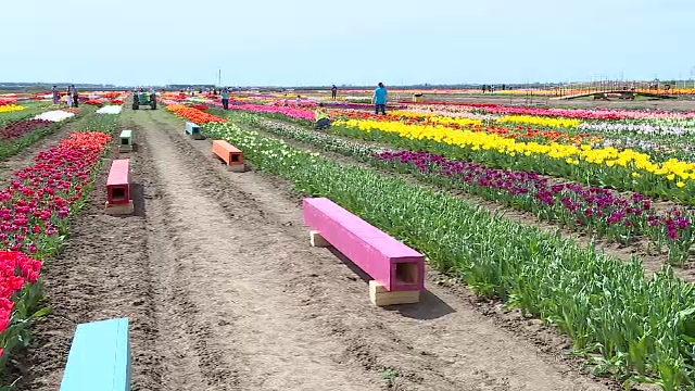 Într-o zonă din Muntenia se află peste 600 de soiuri de lalele. Sute de oameni merg să le admire. „Nu se găsesc în florării”