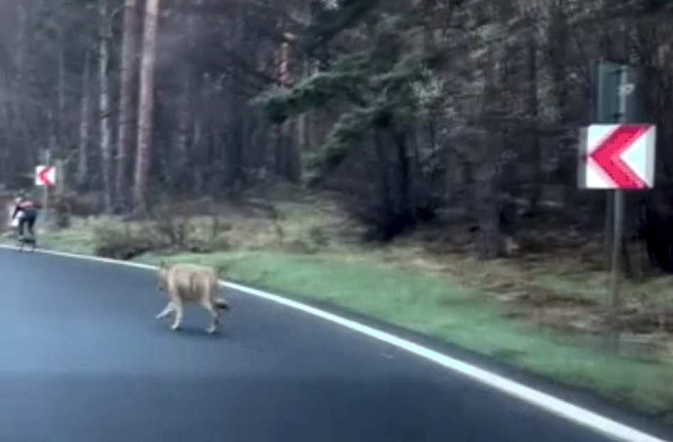 Biciclist urmărit de un lup, pe șoseaua care coboară din Poiana Brașov. Cum a scăpat nevătămat