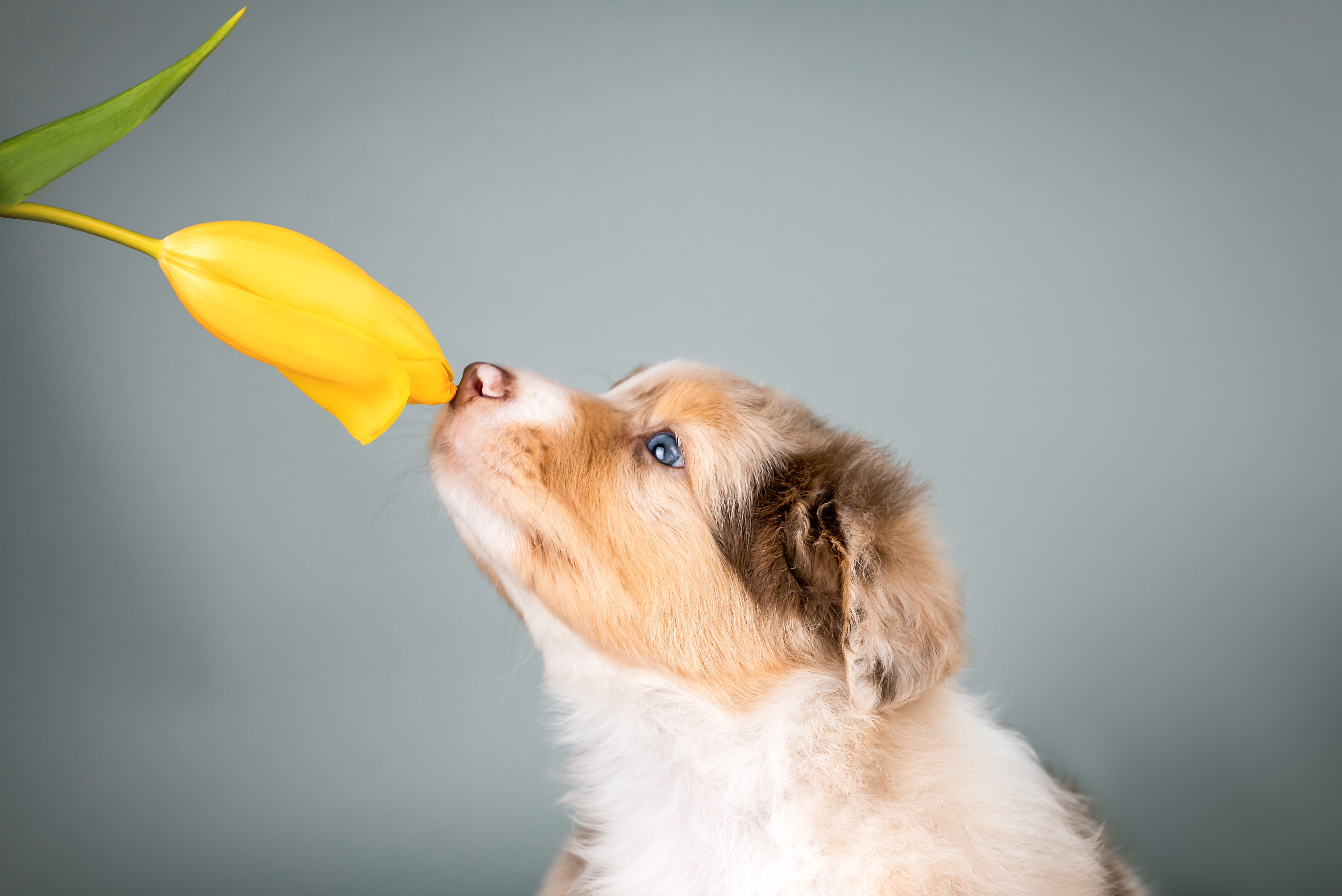 Ce plante obișnuite pot fi toxice pentru animalele de companie. În contact cu ele, câinii pot suferi un stop cardiac